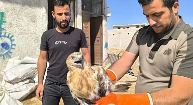 Şanlıurfa’da yaralı halde bulundu! Tedavi altına alındı!