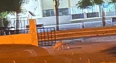 Urfa’da yaşam alanı daralan tilki şehre indi!