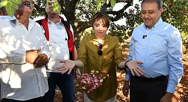 Vali Şıldak fıstık hasadına katıldı: Tescillenecek!