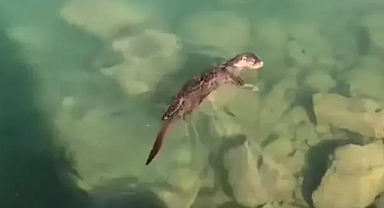 Nesli tükenme tehlikesinde! Şanlıurfa’da görüldü!