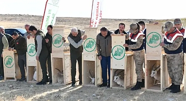 Urfa Ceylanları doğayla buluşmaya devam ediyor!