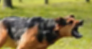 Urfa’da köpeğin saldırısına uğrayan çocuk hastanelik oldu!