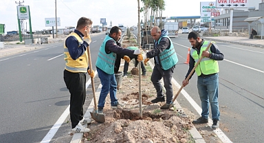 Büyükşehir Daha Yeşil Bir Şanlıurfa İçin Ağaçlandırma Çalışmalarını Sürdürüyor