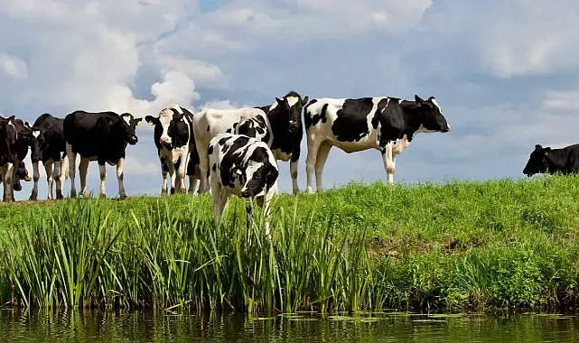Destekleme ödemeleri için son dakika açıklaması!