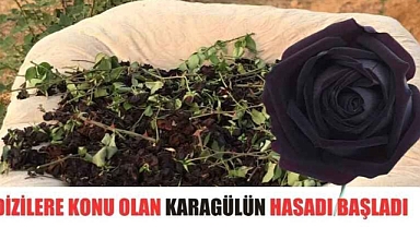 Karagül Hasatı Başladı