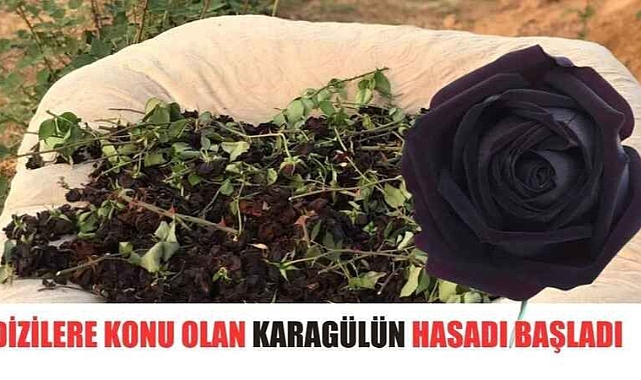 Karagül Hasatı Başladı