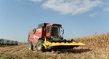 Şanlıurfa'da Mısır Hasadına Başlandı