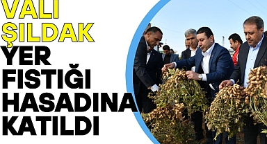 Vali Şıldak, Yer Fıstığı Hasadına Katıldı