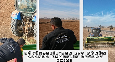 Büyükşehir’den 270 Dönüm Alanda Ekmeklik Buğday Ekimi