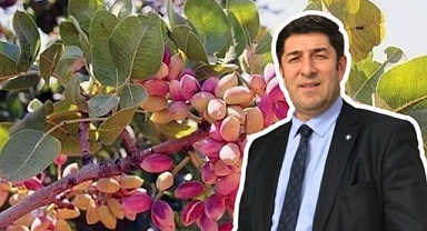 Şanlıurfa Fıstık Üretiminde Bronte Modeliyle Dünya Liderliğini Hedefliyor
