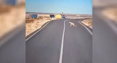 Urfa’da sırtlan görüldü!