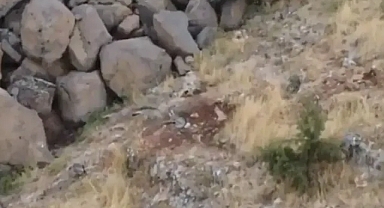 Urfa’da sırtlanlar toplu halde görüldü!