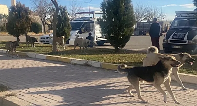 Hakkari’de kız çocuğunu parçaladılar! Urfa’da da sürü halinde dolaşıyorlar!