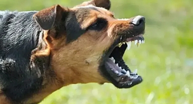 Şanlıurfa’da yine başıboş köpek saldırısı! Hastaneye kaldırıldı!