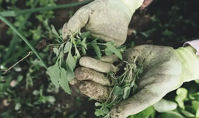 Tarım işçilerinin yevmiyeleri belli oldu! İşte güncellenen rakam!