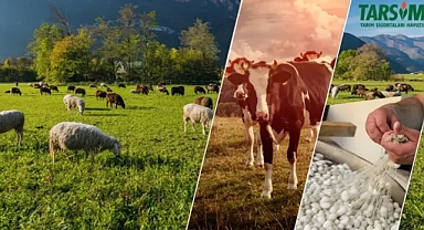 Tarım sigortası maliyetine destek kararı!