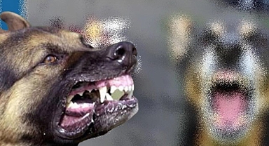 Urfa'da feci olay! Sokak köpekleri çocuklara saldırdı!