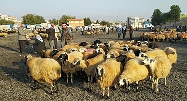 Urfa’da şap tehlikesi sürüyor! Bir hayvan pazarı daha kapatıldı!