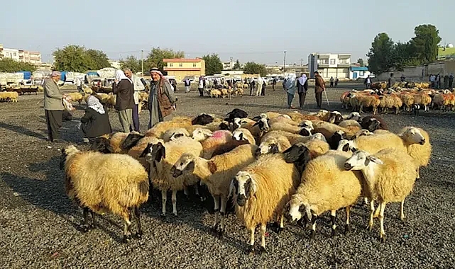 Urfa’da şap tehlikesi sürüyor! Bir hayvan pazarı daha kapatıldı!