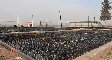 Keten köyneği fıstığı için proje başlatıldı