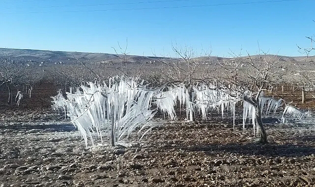 Perileri andırdı! Şanlıurfa’da bu ağaçları görenler bir daha baktı!