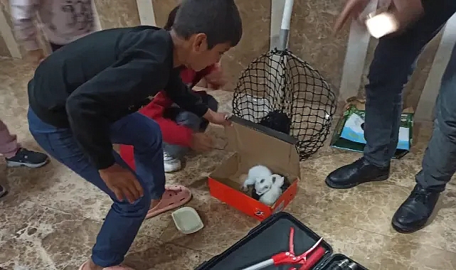Şanlıurfa'da İtfaiye Ekiplerinden Yavru Kedi Kurtarma Operasyonu