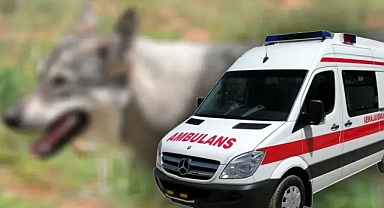Şanlıurfa’da kuduz vakası!