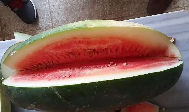 Şanlıurfa’nın ‘Ata Tohumları’ satışa sunuldu