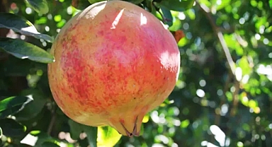 Suruç Narı da listedeydi! Yeni ürün eklendi