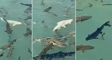Uğur getirdiğine inanılıyor! Balıklıgöl’de bu kez siyah balık da görüldü!
