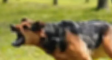 Urfa'da köpekler saldırdı