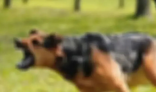Urfa'da köpekler saldırdı