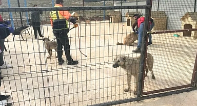 Urfa'da kuduzla mücadelede yeni gelişme!