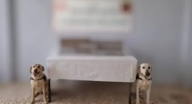 Şanlıurfa'da ele geçirildi!