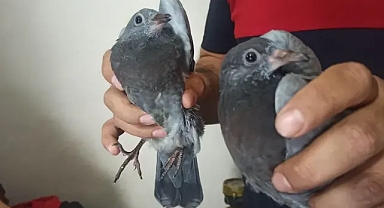 Şanlıurfa’da havalandırma boşluğuna düştüler! İtfaiye kurtardı!