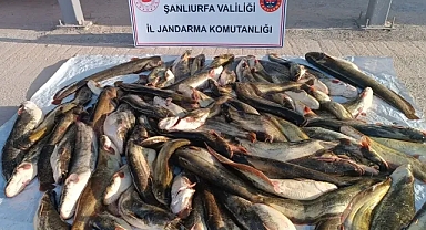 Şanlıurfa’da tespit edildi! 180 kilogram balığa el konuldu!