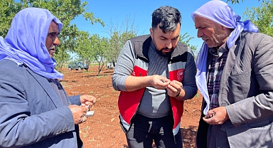 Türkiye’de yaşanan Don Olayı Sonrası Şanlıurfa’da Tarımsal Zarar Tespiti Yapılıyor