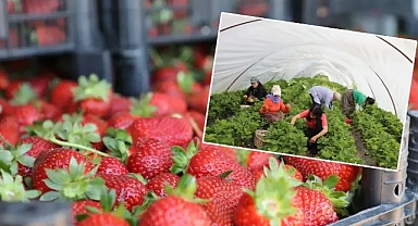 Viranşehir’de kadınların emeğiyle bir ilk! Çilek hasadı başladı