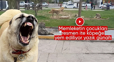 Viranşehir'de Parkların Tadını Çocuklar Değil Sokak Köpekleri Çıkartıyor