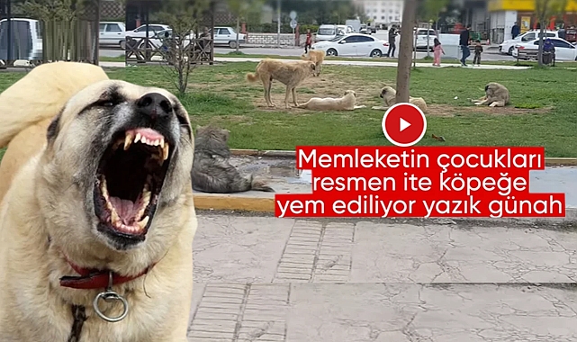 Viranşehir'de Parkların Tadını Çocuklar Değil Sokak Köpekleri Çıkartıyor