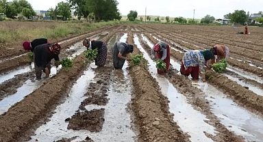 Birecik Patlıcanı Toprakla Buluştu!