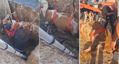Çukura düşen inek kurtarıldı