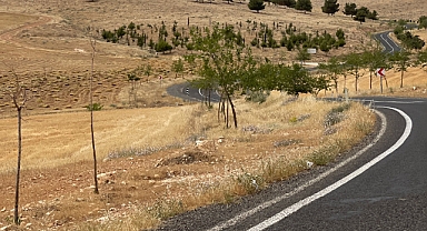 Göbeklitepe Yolu Şanlıurfa’ya Yakışmıyor,Ağaçlar Kurumuş, Manzara İçler Acısı