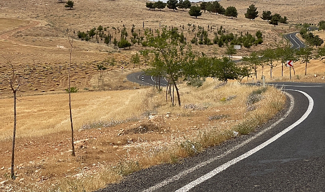 Göbeklitepe Yolu Şanlıurfa’ya Yakışmıyor,Ağaçlar Kurumuş, Manzara İçler Acısı