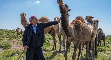 Karacadağ Bölgesinde Deve Yetiştiriciliği Yaygınlaşıyor...