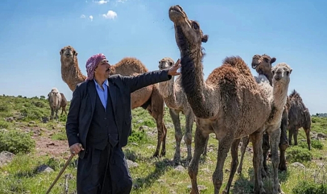 Karacadağ Bölgesinde Deve Yetiştiriciliği Yaygınlaşıyor...