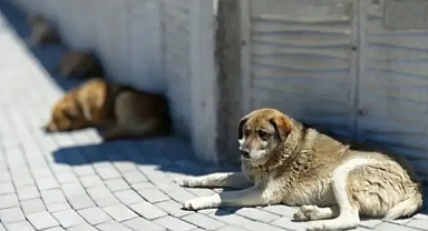 Sahipsiz hayvanlarla ilgili flaş gelişme!