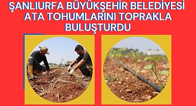 Şanlıurfa Büyükşehir Belediyesi Ata Tohumlarını Toprakla Buluşturdu