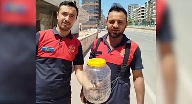 Şanlıurfa'da yılan paniği!