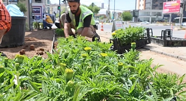 Seralarda Yetiştirilen 500 Bin Çiçek, Şanlıurfa'yı Güzelleştirecek